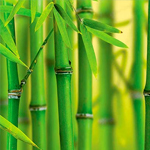 Bambuk poyalari ekstrakti