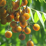 Экстракт плодов мыльного дерева